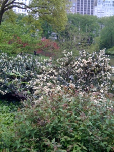 Springtime in Central Park